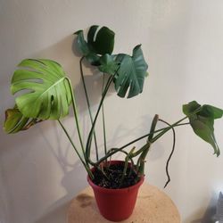 Big Monstera Plant 