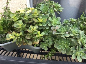 Hundreds of succulents, take your pick, $3-$25, most are very cheap