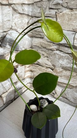 Hoya Australis House Plant In 3.5"H  Black pot.