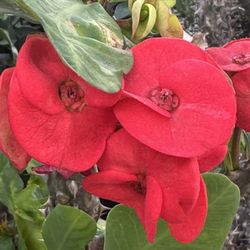 Corona De Cristo Roja 