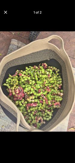 Guamuchiles