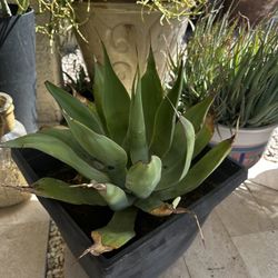Fox Tail Agave