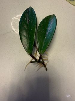 Hoya Wibergiae Cutting