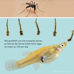 Mosquitofish