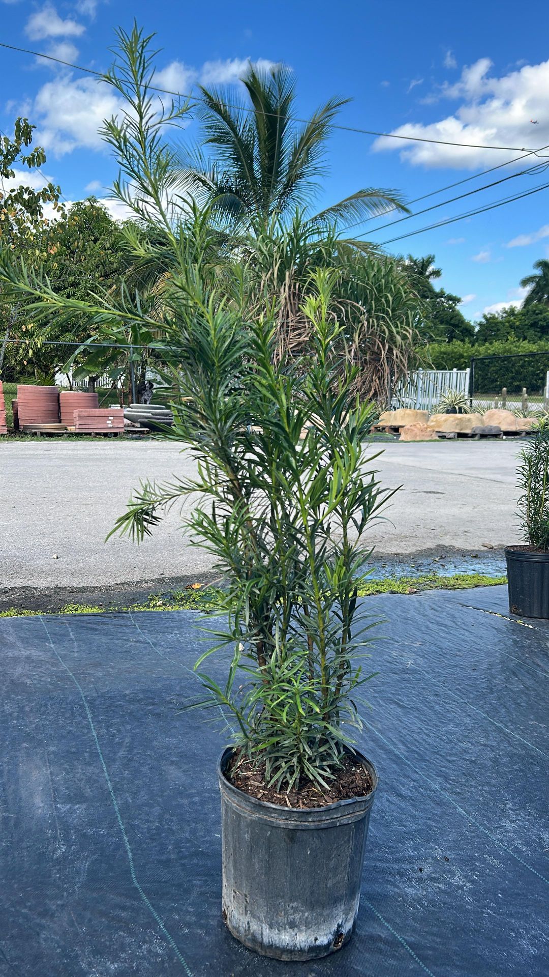 Podocarpus - 3gl