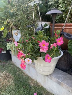 Pink Mandevilla Plant In Pot