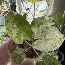 Alocasia Blizzard/Odara Batik