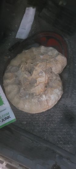 Fossil 
