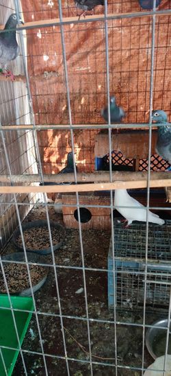 Cage For Sale