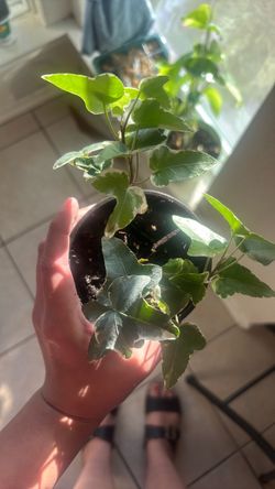 English ivy