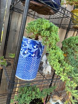 Bonsai Japanese garden junipers miyagi style $50 each