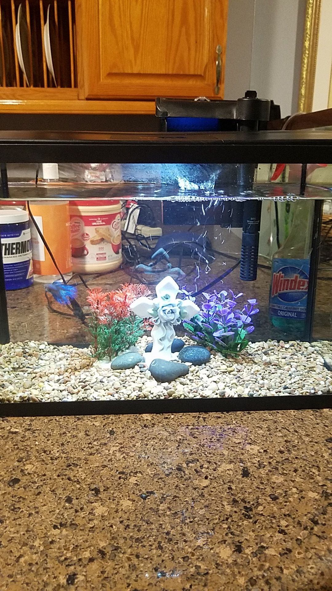 5.5 gallons fish tank with hard top hood come with LED light, in excellent condition , complete set up ready for you to take home.