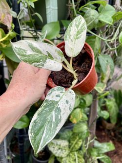 Philodendron Emerald King