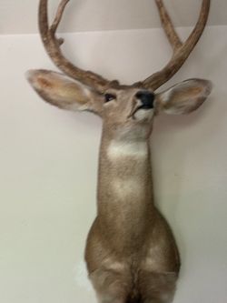 Blacktail buck