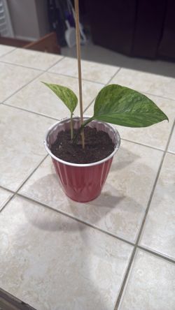 Scindapsus pictus