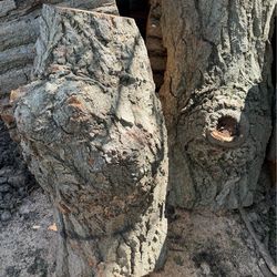 Tree Burls