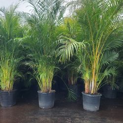 Gorgeous Arecas Palms For Inmediate Privacy!!! 9 Feet Tall!!! Fertilized 