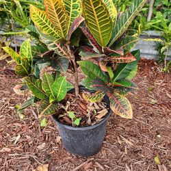 Cropton Plants 3gallons