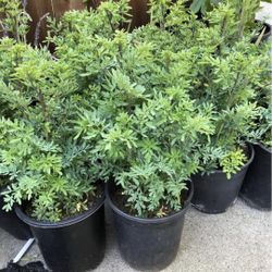 For Sale Ruda Romero Orégano