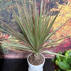 🌿Dracaena🙏PLS READ DESCRIPTION 