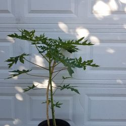Planta DE Papaya.  Plant.