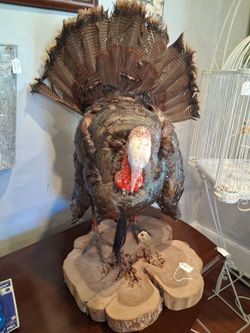 Full Body Wild Turkey Taxidermy Mount