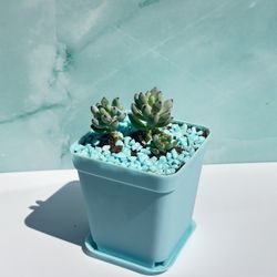 Small Succulent Sedum