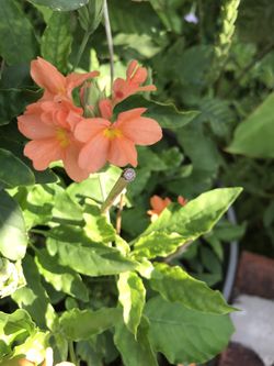Crossandra firecracker plant blooming aka kanakambaram