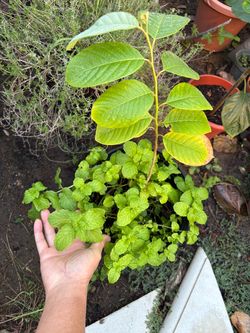 Over 1 foot tall healthy cherimoya/atemoya Fruit Tree plus mints plants