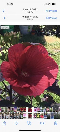Hibiscus Perennial