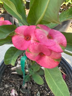 Hermosa corona de Cristo rosa con verde