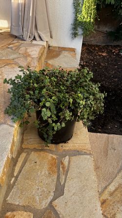 Happy bacopa plant