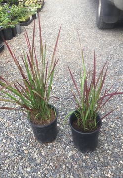 Blood grass