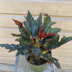 6” begonia sophia