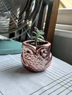 Small Owl 🦉 Planter Succulent 