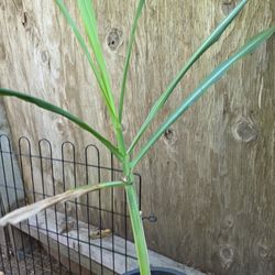 Sugarcane Plant