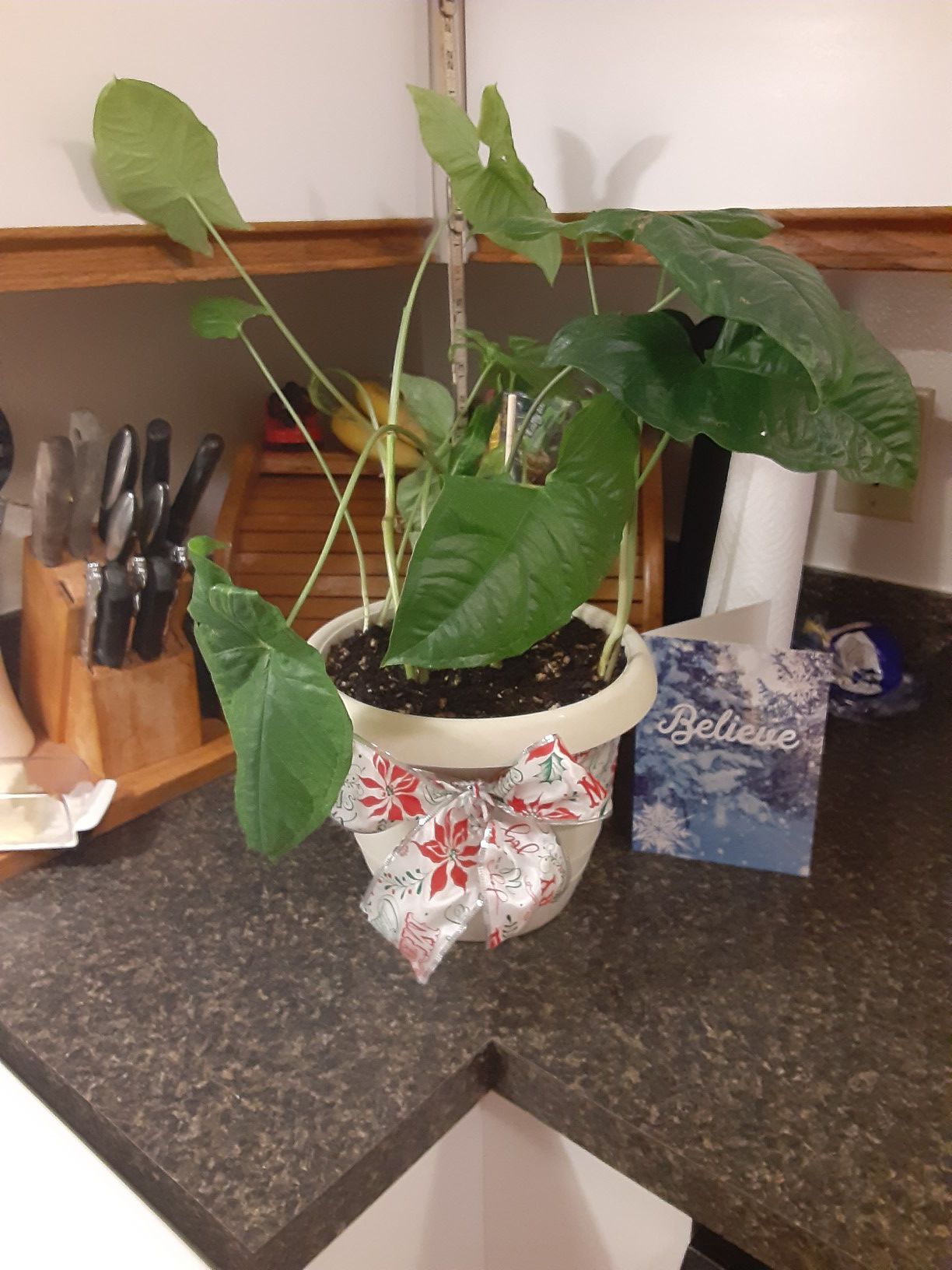 $20!!! Live Arrowhead House Plant in 8" Pot with Detachable Drip Tray!!