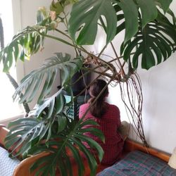 Giant Monstera deliciosa Plant