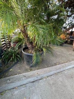 Potted Healthy Pygmy Date Palm