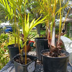Areca Palm Landscape Or Potted Plant