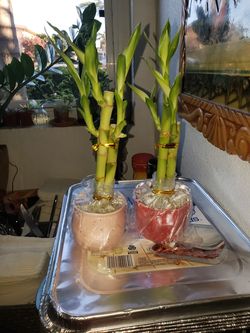 Lucky bamboo