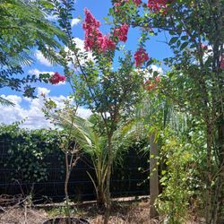 Gorgeous Pink Crape Myrtle Trees🩷$200🌳Blooming🌸