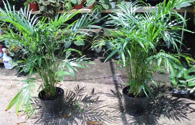 Areca Palm
