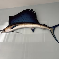 Sailfish
