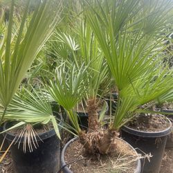 Mediterranean Fan Palms