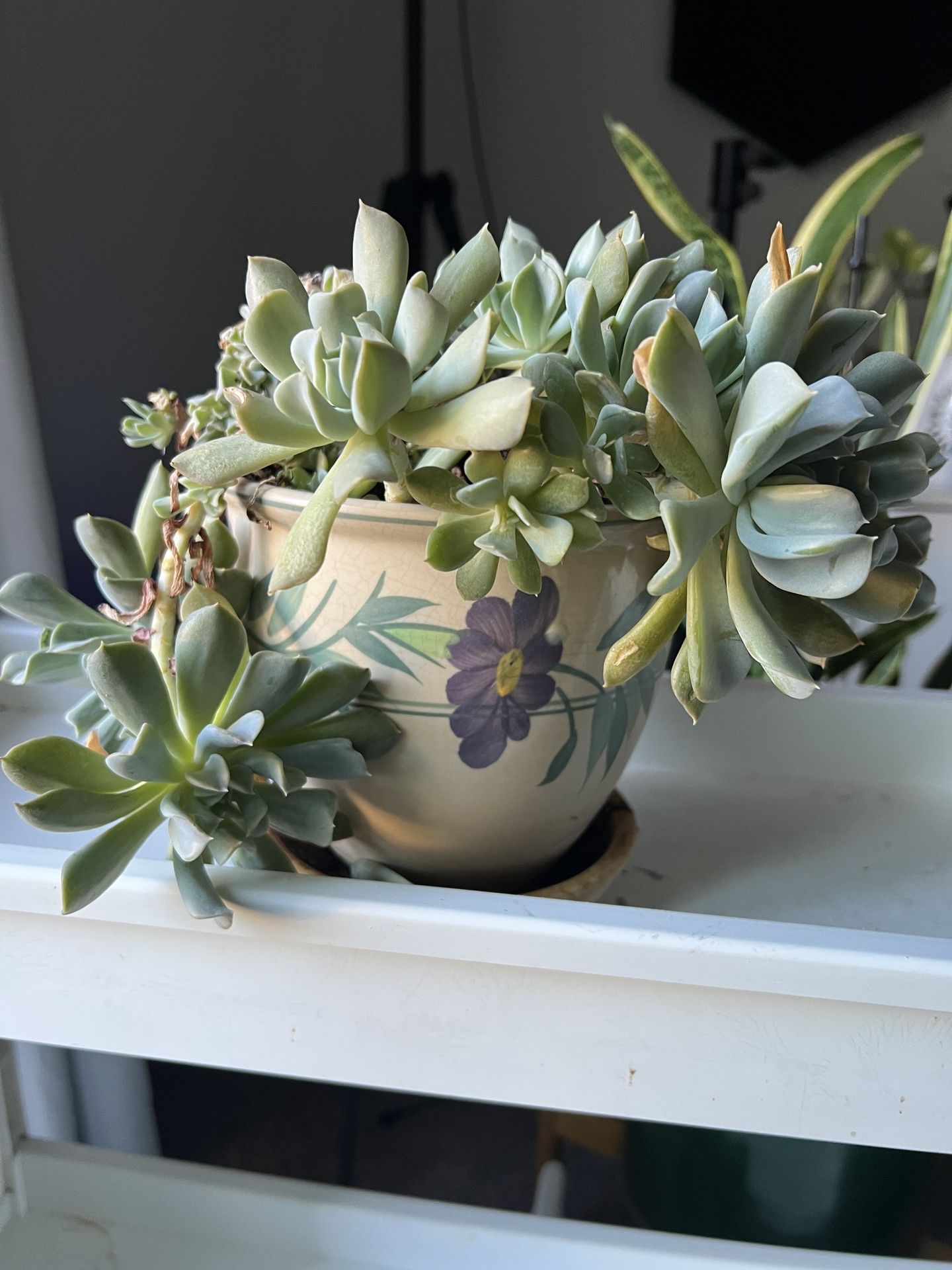 Hot Pink Flowering Green Cactus Succulent + Pot