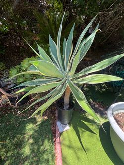 Large Variegated Agave Plant – Mature Landscaping Succulent