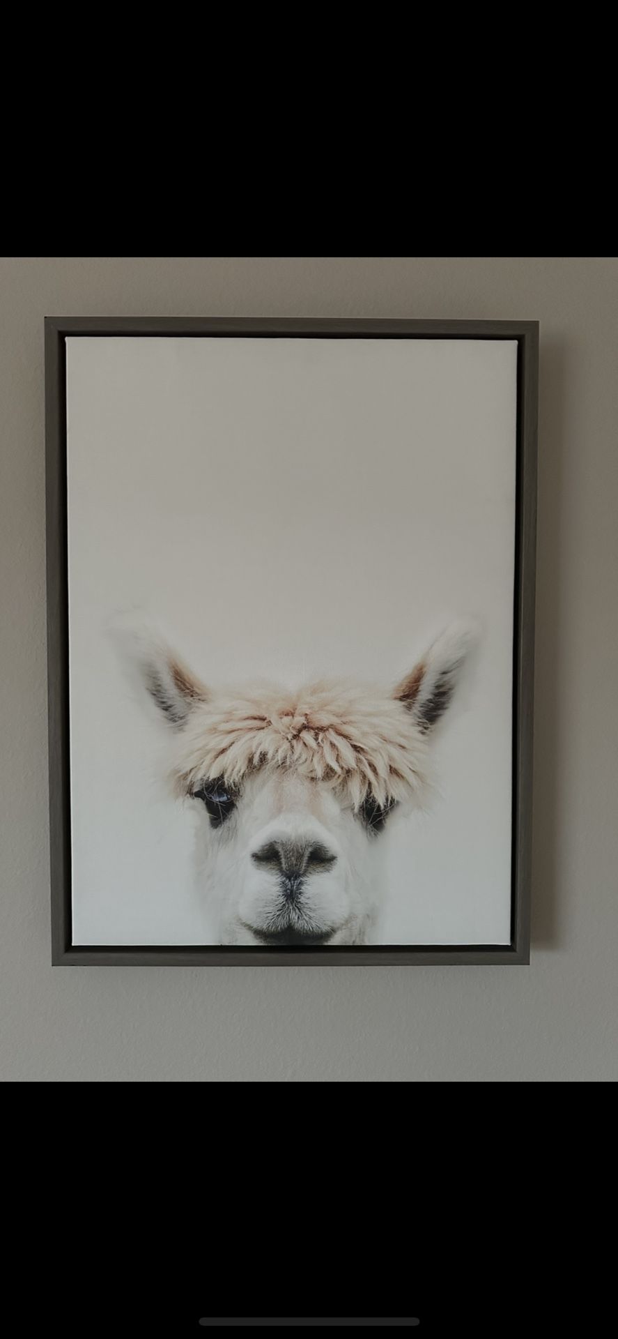 Framed Alpaca Picture