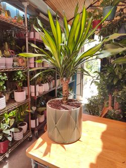 Dracaena Giganta
