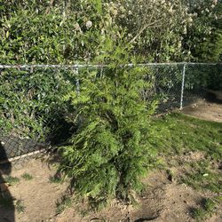 5-6ft Green Giant Arborvitae Trees 